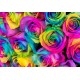 Twenty Rainbow Rose in Vase