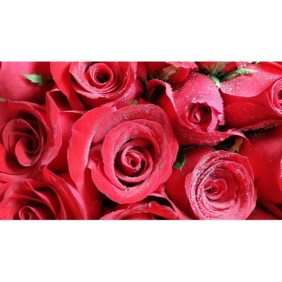 20 Stems Red Roses in a Round Gift Box