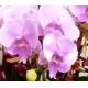 8 Stems Pink Color Phalaenopsis Orchid